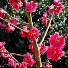 PRUNUS PERSICA MELRED