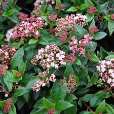 VIBURNUM tinus Spirit  Std 18L