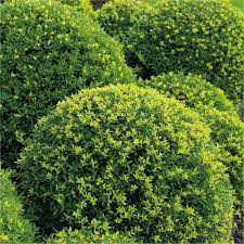 Ilex crenata 50-60 CM PYR C4
