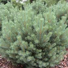 Pinus sylvestris Watereri  5 Ltr pot