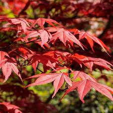 Acer pal. Bloodgood 60-80 cm Deco 10L. bush