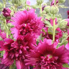 Alcea r. Spring Celebrities Crimson