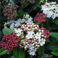 Viburnum Eves Price