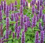 AGASTACHE r. Beelicious Purple
