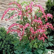 Dicentra spectabilis 2 Ltr pot