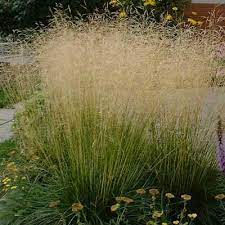 Tufted-Hair-Grass-Deschampsia-cesp.-Tardiflora-Plant