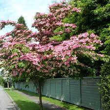 Cornus kousa Satomi 60-80 CM C7