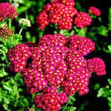Achillea Tutti Frutti Pomegranate