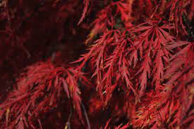 Acer palm. Inaba-shidare