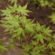 Acer pal. Silhouette