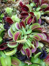 Venus Flytrap Dionaea muscipula  (12cm Pot)