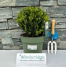 Ilex Crenata Jenny Ball (Diameter 25cm)