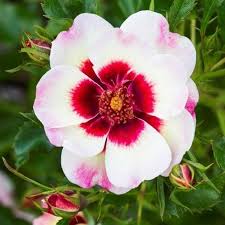 ROSA ARIA BABYLON