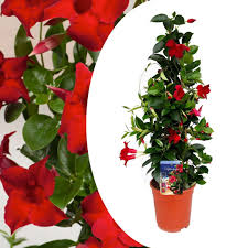 Mandevilla Rio Red P19 - 3 cane pyr