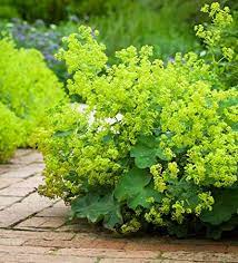 ALCHEMILLA mollis