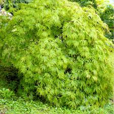 Acer pal. Dissectum