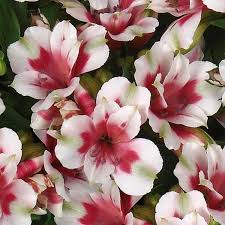 ALSTROEMERIA intacancha Maya
