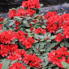 Buy Rhododendron (W) Tromba Online