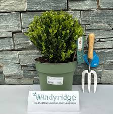 Ilex cren. Jenny