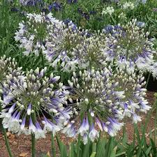 AGAPANTHUS Fireworks