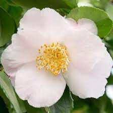 Camellia jap. Winter Perfume Pink