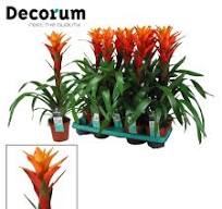 Guzmania Variada decorum