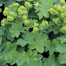 ALCHEMILLA ser.Gold Strike