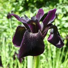 Iris chrys. Black Form
