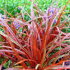 Uncinia-rubra-Everflame-Plant