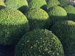 Buxus-semp-Ball-Potted- 3