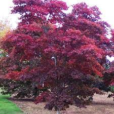 Acer pal. Bloodgood