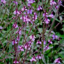 Verbena Bampton 3ltr pots