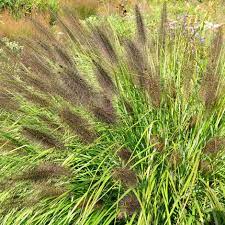 Chinese-Fountain-Grass-Pennisetum-alop.-Viridescens-Plant