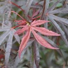 Acer pal. Pevé Dave