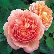 David Austin Abraham Darby