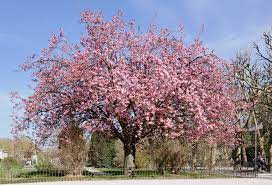 Prunus Kanzan