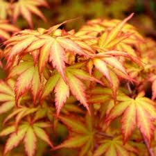 Acer pal. Sangokaku