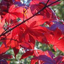 ACER PALMATUM MOONFIRE