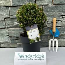 Buxus sempervirens 20-25cm ball