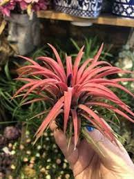 Airplants-Tillandsia-Red-2
