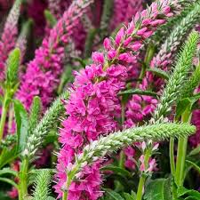 Veronica spic. Anniversary Pink – Windyridge Garden Centre