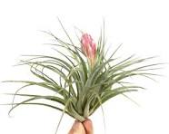 Tillandsia Silver with flower