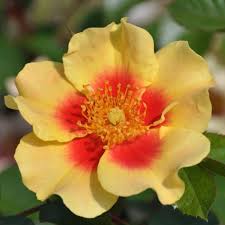 ROSA PERSICA TIGER