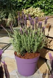 LAVANDULA s. Lusi Purple WN (Lavender)