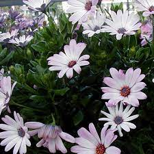 Osteospermum-Ecklonis-Prostratum-Flower