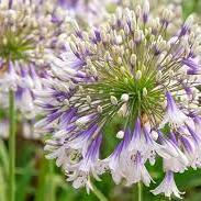 African Lily (Agapanthus Fireworks)