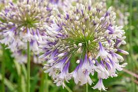 African Lily (Agapanthus Fireworks)