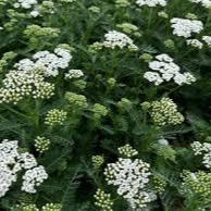 Achillea New Vintage White
