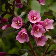 Weigela florida Nana Purpurea