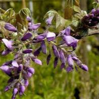 WISTERIA BRACH.YOKOHAMA FUJI CLT 35   CIRC. TR. 06 - 08 CM  1/2 STD